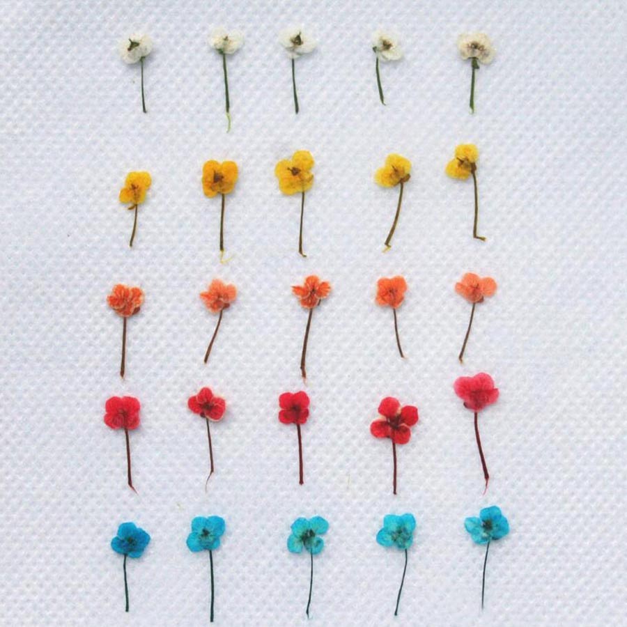 60 pezzi di fiori secchi press - Resin Art Case recensione e prezzo