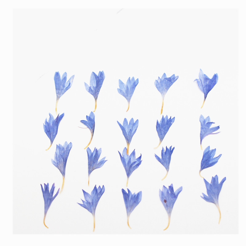 60 pezzi di fiori secchi press - Resin Art Case recensione e prezzo